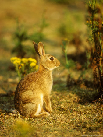 Rabbit, Sitting Upright by David Boag Pricing Limited Edition Print image