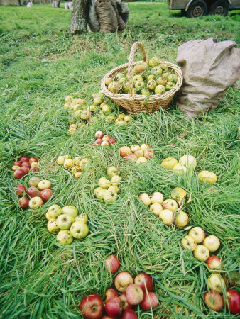 Variety Of Somerset Cider Apples On Grass Kingsbury Episcopi by Tim Macmillan Pricing Limited Edition Print image