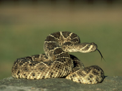 Western Diamondback Rattlesnake, Coiled To Strike, Texas by Alan And Sandy Carey Pricing Limited Edition Print image
