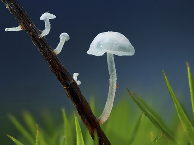 Tiny Mushrooms (Hemimycena Lactae) Growing On A Decaying Pine Needle Among Moss, Stockholm, Sweden by John Hallmen Pricing Limited Edition Print image