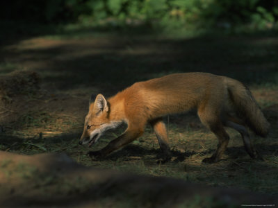 Red Fox At Isle Royale National Park, Michigan by Phil Schermeister Pricing Limited Edition Print image