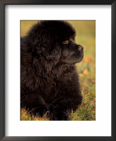 Profile Portrait Of Young Black Newfoundland by Adriano Bacchella Pricing Limited Edition Print image