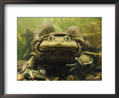 Giant Titicaca Lake Frog, Lake Titicaca, Bolivia / Peru by Peter Oxford Pricing Limited Edition Print image