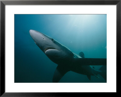 A Blue Shark Off The Coast Of Rhode Island by Brian J. Skerry Pricing Limited Edition Print image