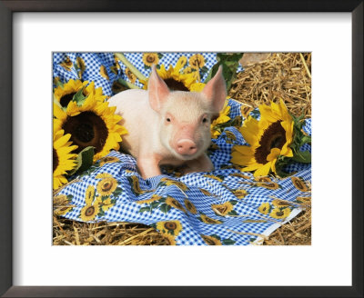 Domestic Piglet And Sunflowers, Usa by Lynn M. Stone Pricing Limited Edition Print image