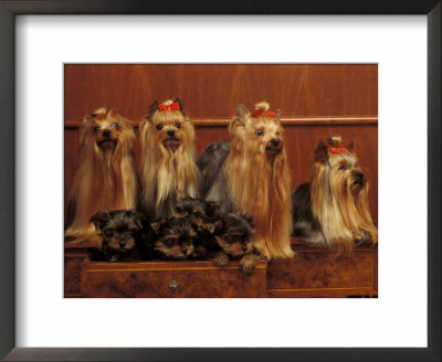 Domestic Dogs, Four Yorkshire Terriers With Four Puppies In A Drawer by Adriano Bacchella Pricing Limited Edition Print image