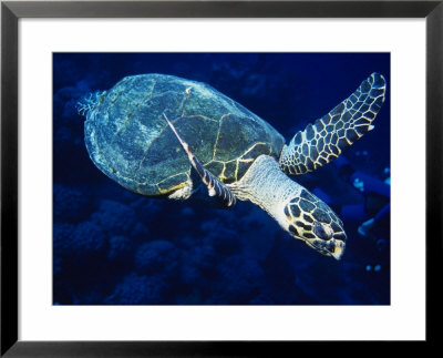 Hawksbill Turtle, With Divers, Red Sea by Gerard Soury Pricing Limited Edition Print image