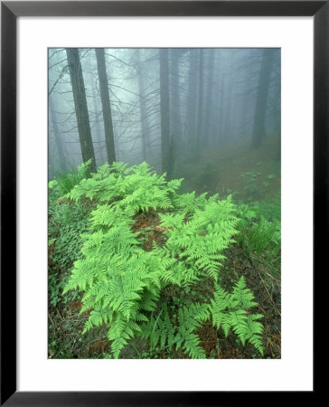 Ferns, Sequoia National Park, California, Usa by Olaf Broders Pricing Limited Edition Print image