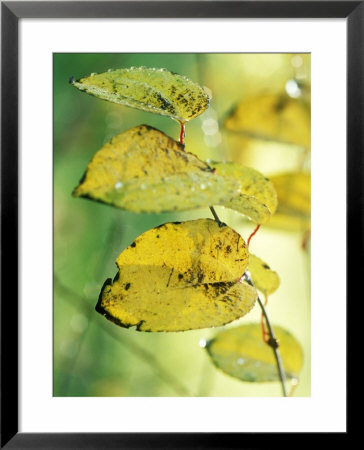 Cercidiphyllum Japonicum (Katsura Tree) by Mark Bolton Pricing Limited Edition Print image