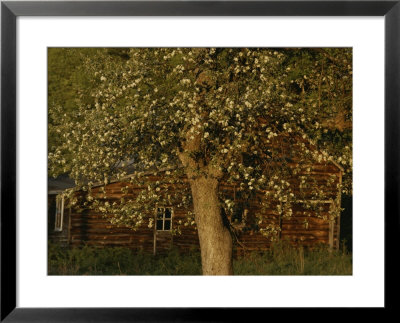 A Flowering Tree Standing Near A Barn by Roy Gumpel Pricing Limited Edition Print image