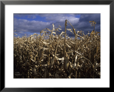 A Dried Corn Field Awaits Harvesting For Feed Grain, Bellefonte, Pennsylvania, United States by Stacy Gold Pricing Limited Edition Print image