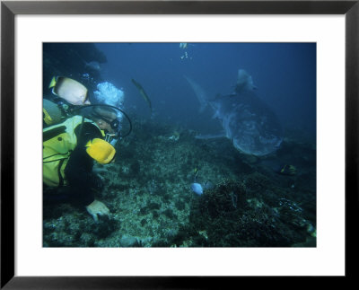 Tiger Shark, With Diver, South Africa by Gerard Soury Pricing Limited Edition Print image