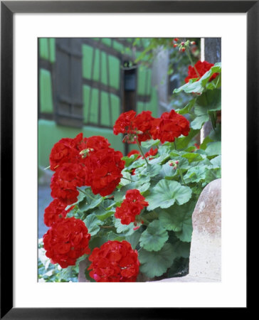 Geranium Flowers, Green Timbered House In Background, Riquewihr, Haut-Rhin, Alsace, France by Ruth Tomlinson Pricing Limited Edition Print image