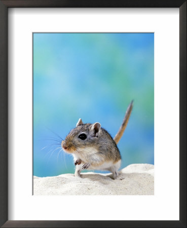 Studio Portrait Of Gerbil by Steimer Pricing Limited Edition Print image