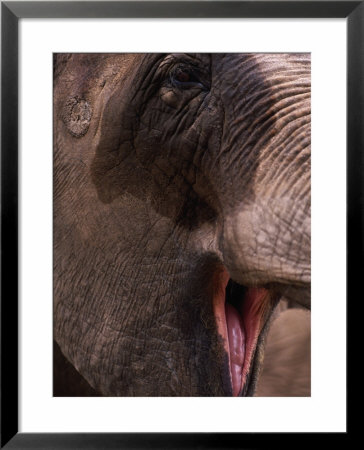Elephant by Mitch Diamond Pricing Limited Edition Print image