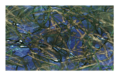 Water Lilies by Charles Sabec Pricing Limited Edition Print image