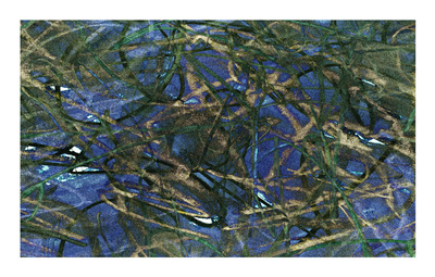 Water Lilies by Charles Sabec Pricing Limited Edition Print image