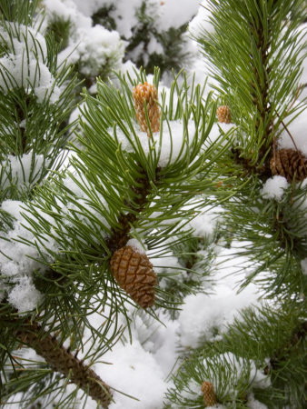 Evergreen And Pine Cone Covered In Snow, Murren, Interlaken, Switzerland by Robert Eighmie Pricing Limited Edition Print image