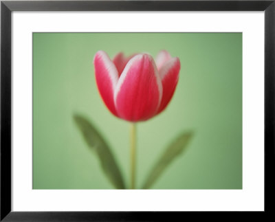 Cerise by Masa Kono Pricing Limited Edition Print image