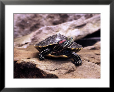Red Eared Slider, Trachemus Scripta Elegans by Larry F. Jernigan Pricing Limited Edition Print image