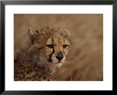 African Cheetah Cub by Michael Nichols Pricing Limited Edition Print image