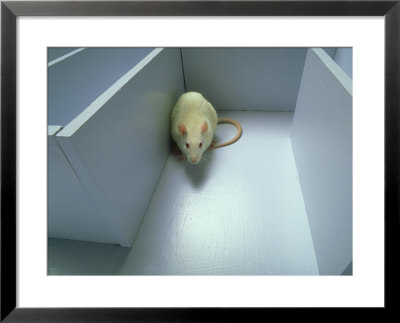 Rat Running A Maze by David M. Dennis Pricing Limited Edition Print image