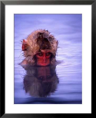 Baby Japanese Macaque (Snow Monkey) Bathing In Natural Hot Springs by Roy Toft Pricing Limited Edition Print image