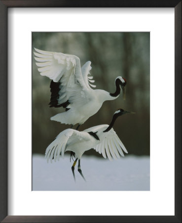 Male Japanese Or Red-Crowned Crane Mounts His Mate by Tim Laman Pricing Limited Edition Print image