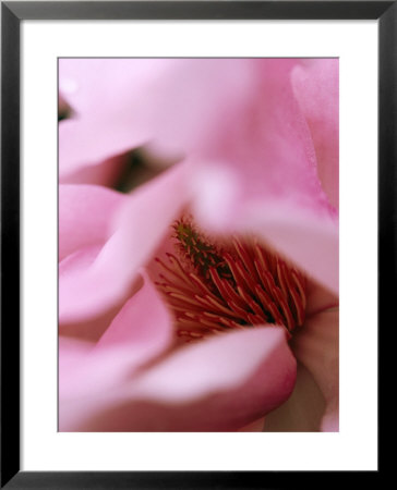 Magnolia Sargentiana, Close-Up Of Pale Pink Flower by Mark Bolton Pricing Limited Edition Print image