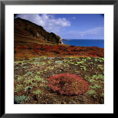 The Endemic Succulent Sesuvium At Punta Pitt, Isla San Cristobal, Galapagos, Ecuador by Wes Walker Pricing Limited Edition Print image