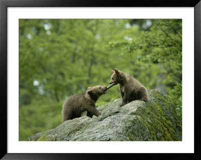 Pair Of Brown Bear Cubs Play Tug Of War by Norbert Rosing Pricing Limited Edition Print image