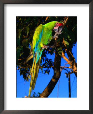 Great Green Macaw At Tilijari, Costa Rica by Tom Boyden Pricing Limited Edition Print image
