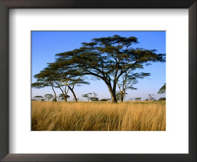 Acacia Trees On Serengeti Plains, Serengeti National Park, Tanzania by Johnson Dennis Pricing Limited Edition Print image