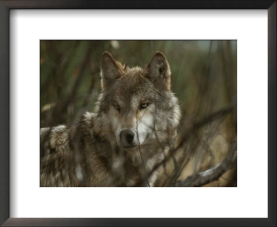 Gray Wolf, Canis Lupus, Watches Steadily From Behind Brush by Jim And Jamie Dutcher Pricing Limited Edition Print image