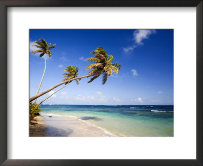 Palm Trees And Long Haul Bay by Greg Johnston Pricing Limited Edition Print image