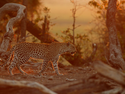 Leopard, Panthera Pardus, Walking Among Trees At Twilight, Mombo, Okavango Delta, Botswana by Beverly Joubert Pricing Limited Edition Print image