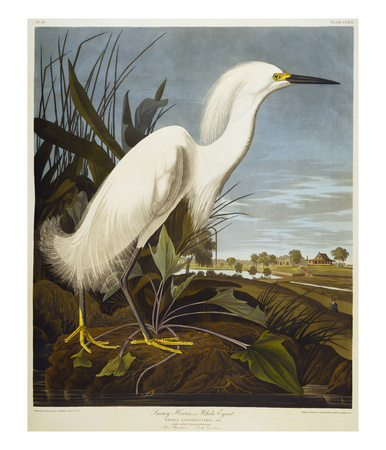 Snowy Heron Or White Egret / Snowy Egret by Audubon Pricing Limited Edition Print image