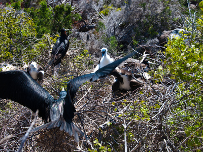 Fregattvogel Familie Mit Nest by Oliver Schwartz Pricing Limited Edition Print image