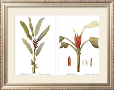 Tropical Floral by Pierre-Joseph Redouté Pricing Limited Edition Print image