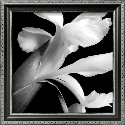 Iris by Darlene Shiels Pricing Limited Edition Print image