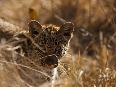 Portrait Of A Young Leopard, Panthera Pardus by Beverly Joubert Pricing Limited Edition Print image