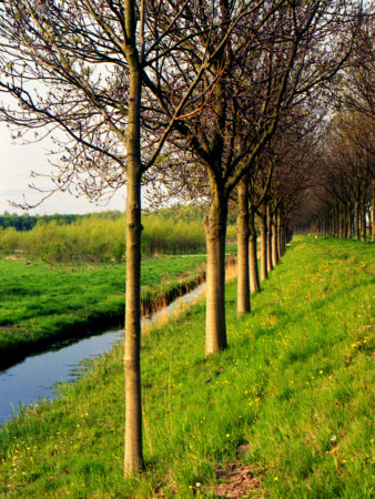 Dutch Dike With Trees And Green Grass, Holland by Images Monsoon Pricing Limited Edition Print image