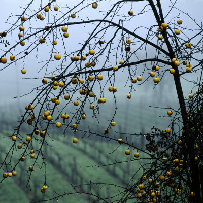 Blossoming Apple Tree At Vineyard, California, Usa by Bob Cornelis Pricing Limited Edition Print image