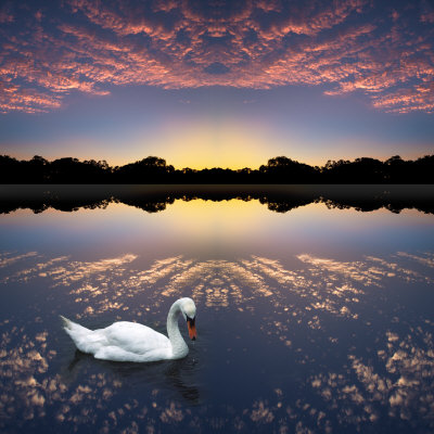 Composited Image Of Swan In Lake by Images Monsoon Pricing Limited Edition Print image