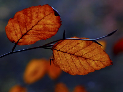 Late Autumn Leaves by Ilona Wellmann Pricing Limited Edition Print image