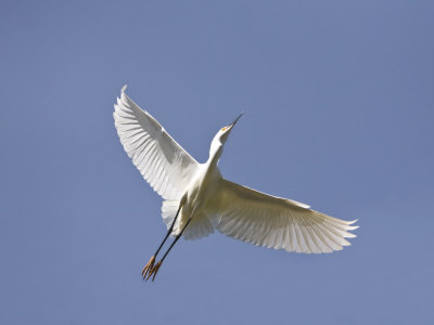 Snowy Egret by Images Monsoon Pricing Limited Edition Print image