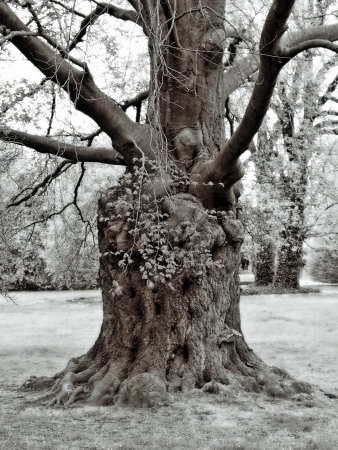 Large Gnarled Old Tree by Ilona Wellmann Pricing Limited Edition Print image