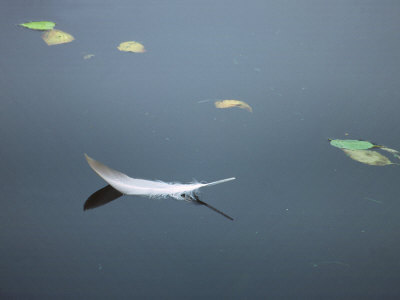 White Swan Feather And Leaves Floating On Water by Images Monsoon Pricing Limited Edition Print image