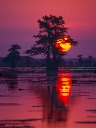 Sun Rising Behind Tree In Cypress Swamp by Images Monsoon Pricing Limited Edition Print image