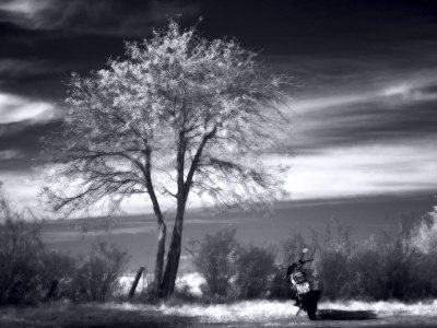 Lone Motorcycle Parked Near Lone Tree by Ilona Wellmann Pricing Limited Edition Print image